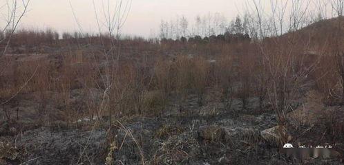 狮子山爆料视频最新,最新热点事件深度解析  第2张